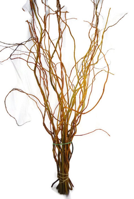 Curly willow branches curly willow natural willow wedding