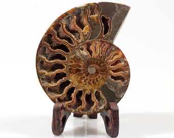 Gorgeous One Ammonite slice, Fossil ammonite Specimen#595