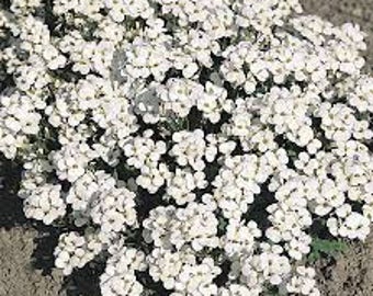 Rock Cress (Arabis Caucasica 'Snowfix') - perennial plants - alpine garden plants - white flowers - ground cover plants - live plants