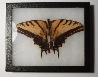 Tiger Swallowtail Butterfly Specimen - Mounted