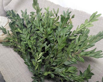 Boxwood dried preserved branches greenery twigs flower rustic floral arrangement _ Set of 10 branches