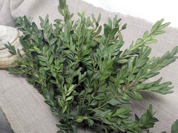 Boxwood dried preserved branches greenery twigs flower rustic