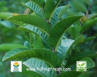 35 -Guava leaves Organic -Picked fresh before shipping