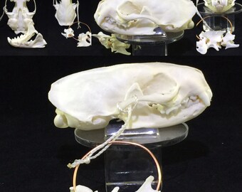Mink Skull with several Verebrabra