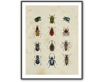 Natural History Insects Beetles Print Entomology Book Plate Home Decor Antique Engraving Old Bugs Creepy Crawlies Wall Art Decoration ak 124