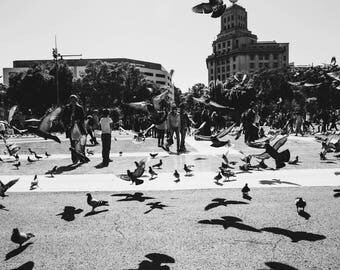 Black + White Birds