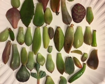 Succulent plant cuttings/assortment for propagation