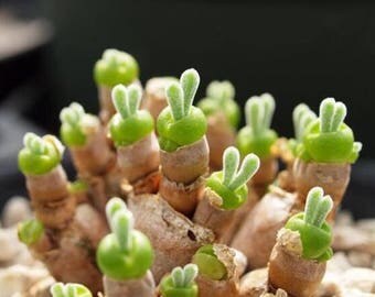 Monilaria moniliforme, Rare succulent, 10 seeds