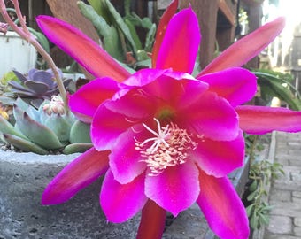 Candy Stripe Epiphyllum Cutting