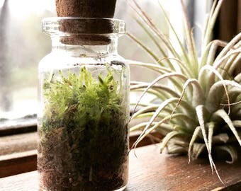 Earth in a bottle- Mini earth, live green moss terrarium