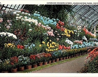 Vintage Chicago Postcard - Flowers in Bloom at Washington Park Conservatory (Unused)