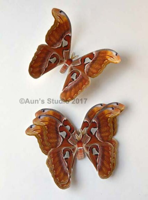 Paper moths Realistic paper moth cut outs 5 Atlas moths
