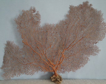 17" x 11.5" Large Natural Red Color Sea Fan Seashells Reef Coral