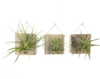 Set of Three SMALL FORM Air Plant and Barn Wood Grab Bag airplants