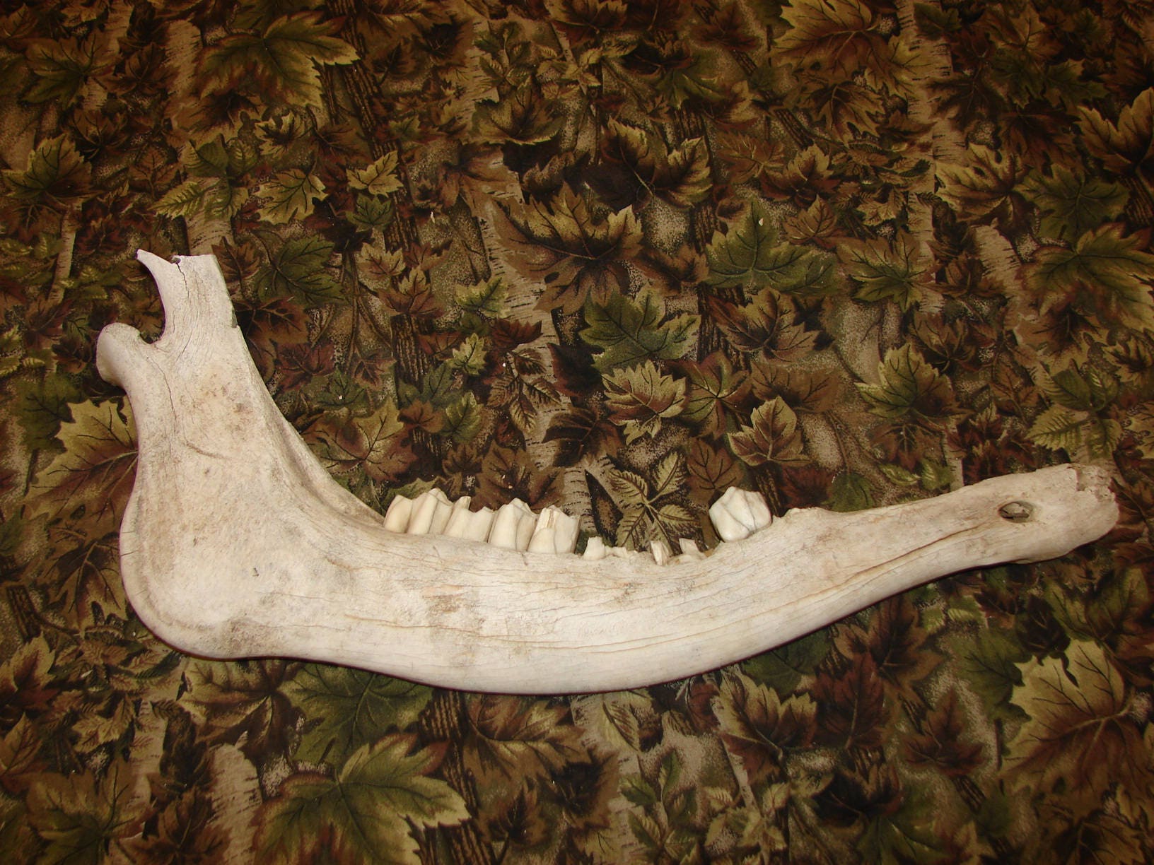 Naturally Weathered Real Animal jaw Bone, large animal bone ,natural ...