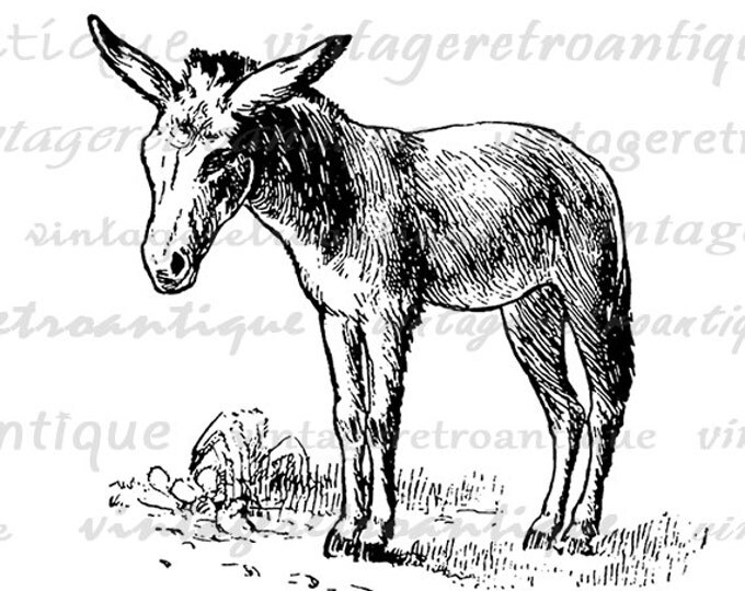 Printable Little Donkey Graphic Digital Horse Download Image Antique Clip Art Jpg Png Eps HQ 300dpi No.605