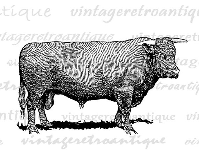 Printable Devon Bull Cow Digital Download Farm Animal Graphic Image Vintage Clip Art Jpg Png Eps HQ 300dpi No.3546