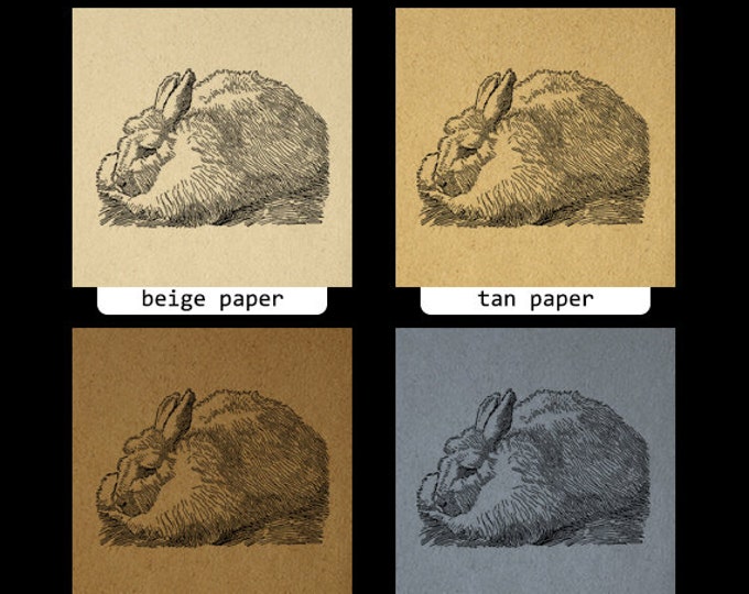 Angora Rabbit Bunny Graphic Image Digital Illustration Printable Download T-Shirts HQ 300dpi No.3180