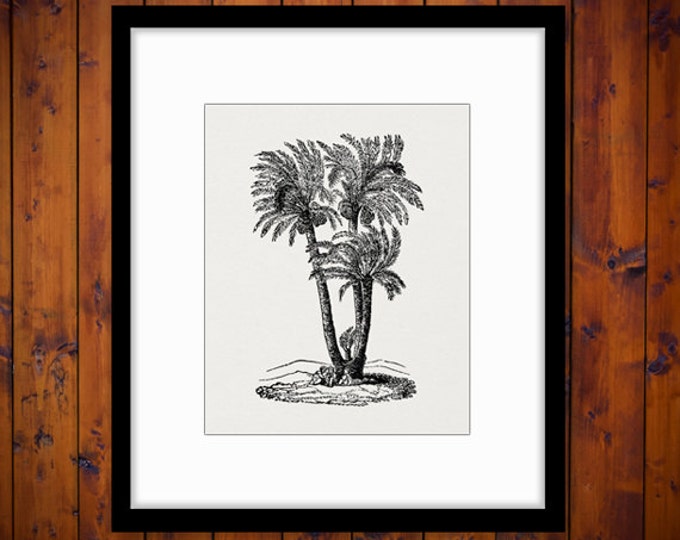 Printable Image Palm Tree Graphic Digital Download Artwork Vintage Clip Art for Transfers Making Prints etc HQ 300dpi No.3622