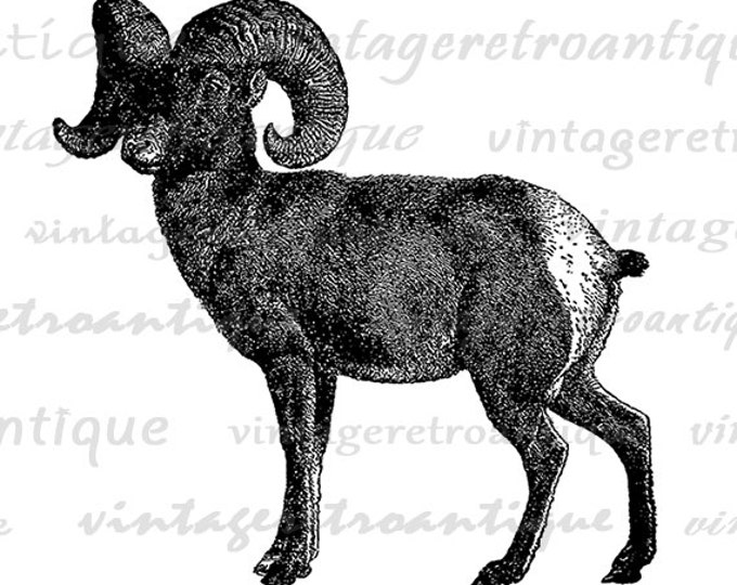 Printable Big Horn Sheep Graphic Digital Download Image Illustration Vintage Clip Art Jpg Png Eps HQ 300dpi No.2559