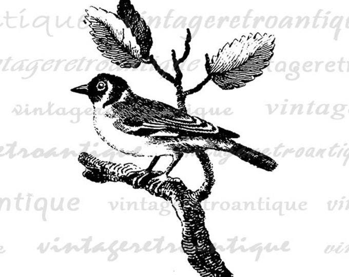 Goldfinch Bird Digital Image Download Illustration Printable Antique Graphic Vintage Clip Art Jpg Png Eps HQ 300dpi No.866