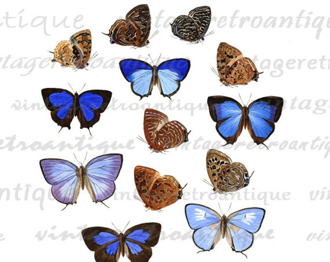 Printable Graphic Butterflies Collage Sheet Digital Butterfly Image Download Vintage Clip Art HQ 300dpi No.811