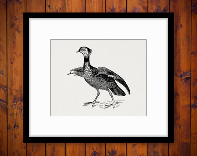 Northern Screamer Bird Graphic Printable Image Digital Download Illustration Vintage Clip Art Jpg Png Eps HQ 300dpi No.2695