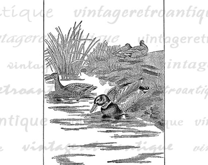 Printable Image Ducks Antique Graphic Digital Illustration Download Vintage Clip Art Jpg Png Eps HQ 300dpi No.2606