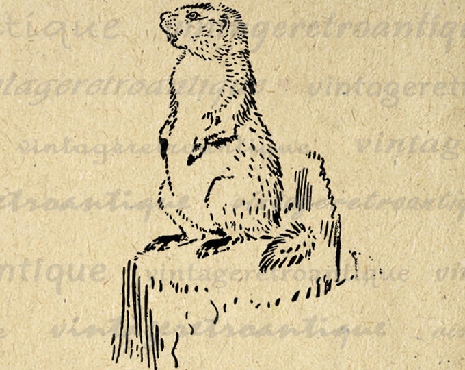 Printable Graphic Groundhog Gopher Download Cute Image Animal Digital Antique Clip Art for Transfers etc HQ 300dpi No.065