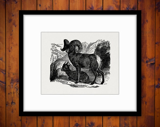 Digital Printable Big Horn Sheep Image Graphic Download Artwork Vintage Clip Art Jpg Png Eps HQ 300dpi No.2659