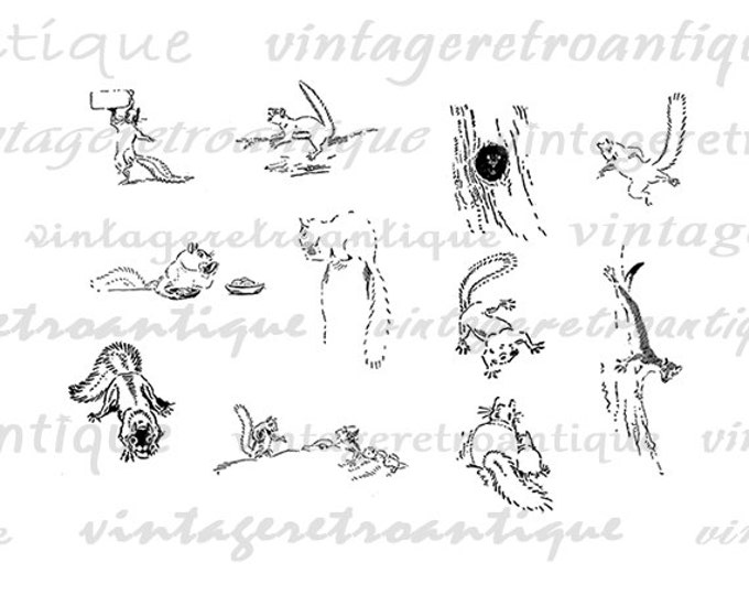 Printable Squirrel Collage Sheet Graphic Digital Animal Image Download Vintage Clip Art Jpg Png Eps HQ 300dpi No.941