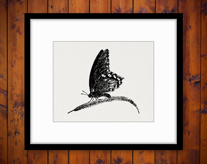 Digital Printable Butterfly Download Butterfly Graphic Butterfly Image Vintage Clip Art for Transfers Printing etc HQ 300dpi No.4640