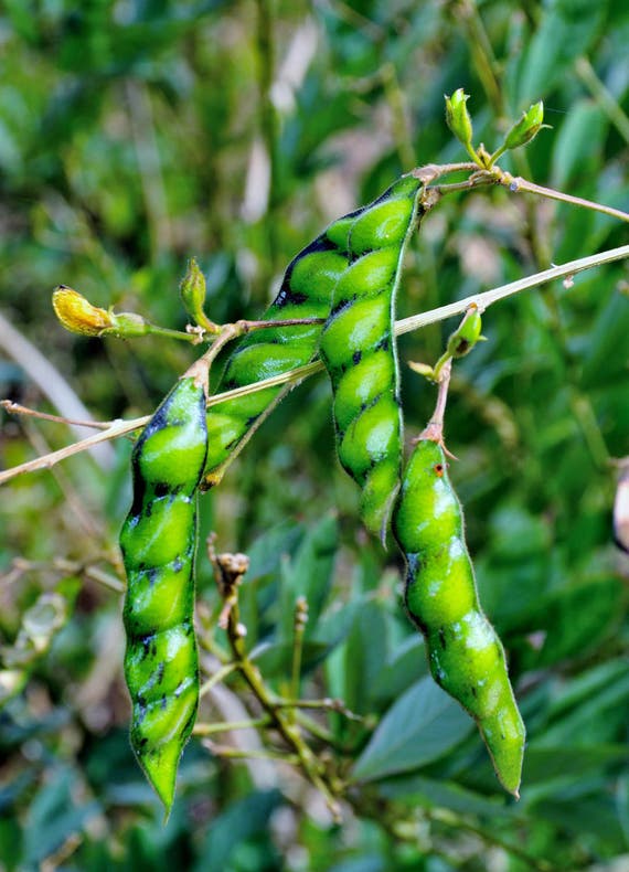 Pigeon Pea Cajanus cajan Live Plant Ships in 100