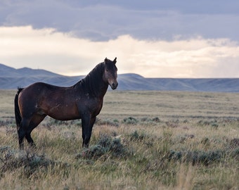 Wild Horse // 11in x 16in Print