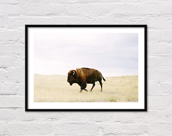 Buffalo Print, Bison Print, Printable Wall Art, Animal Prints, Southwestern Decor, Animal Art, Buffalo Photography, Bison Photo, Download