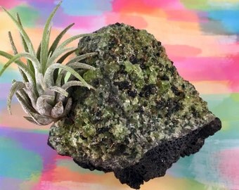 Natural, Green Olivine & Volcanic Rock Air Plant Garden