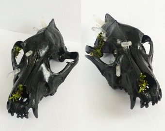 Coyote Skull With Quartz Crystals & Moss
