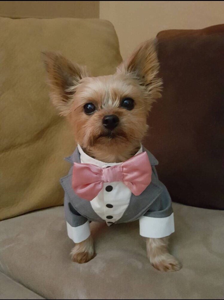 Dog wedding attire in grey Formal suit for dog with bow tie