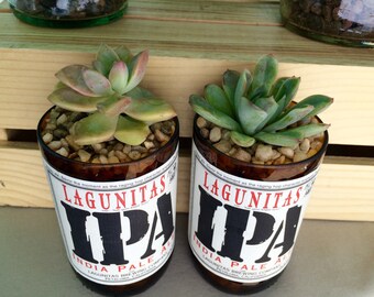 Lagunitas IPA 12 oz Glass Bottle Succulent & Cactus Planter