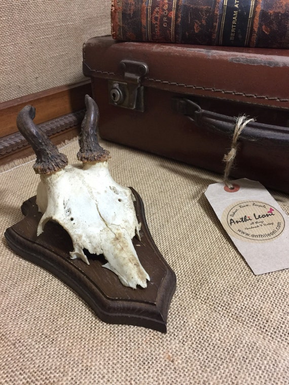 Vintage Animal Skull Head with Horns / Antlers from 1960s - Roe Buck Taxidermy Mounted on Wooden Trophy Shield - Home Decor Curiosities