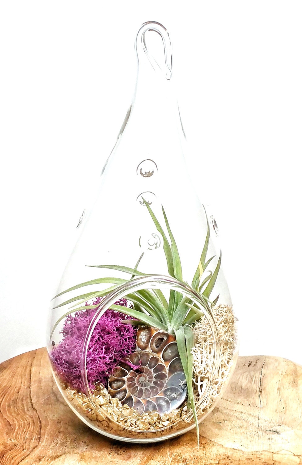 DIY Ammonite Crystal Air Plant Terrarium Kit Includes