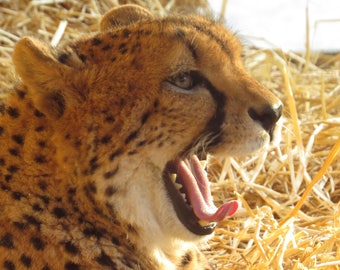 Embroidery Pattern Leopard Vienna Austria