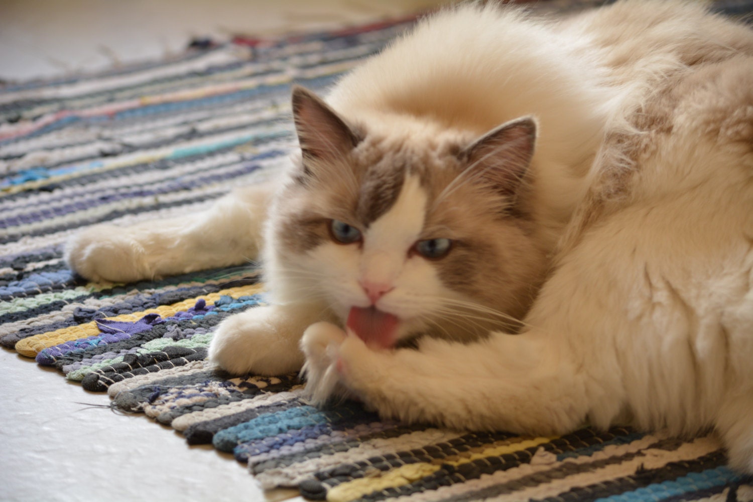 Boris licking his paw