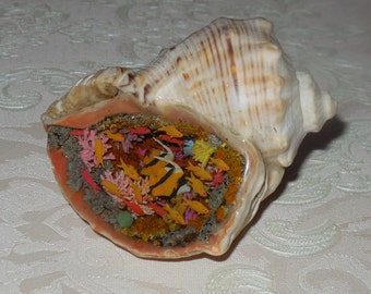 Coral reef, miniature reef in the sink, undersea world