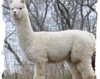White Alpaca Fleece for Spinning and Felting - Unwashed - Bunny - 8 ounces