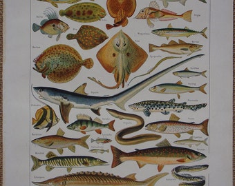 Vintage French original book print FISH 'Poissons' illustration by Adolphe Millot Nouveau Larousse Universel Published 1949