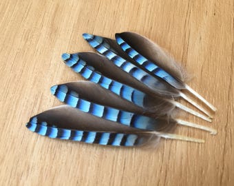 Eurasian Jay Wing Coverts - petite stunning beautiful bright blue barred feathers unique rare corvid blue jay feathers