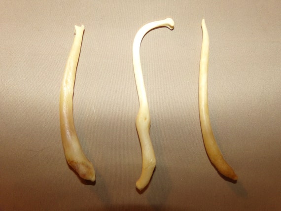 3 Real animal coon broke bone organ taxidermy weird craft