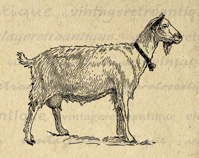 Digital Goat with Bell Image Download Illustration Printable Graphic Antique Clip Art Jpg Png Eps HQ 300dpi No.3115