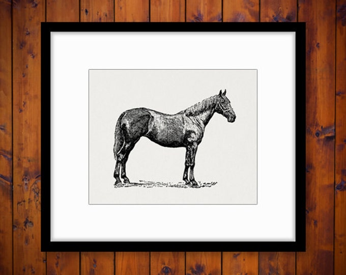 Printable Image Antique Horse Download Illustration Graphic Digital Vintage Clip Art Jpg Png Eps HQ 300dpi No.3317